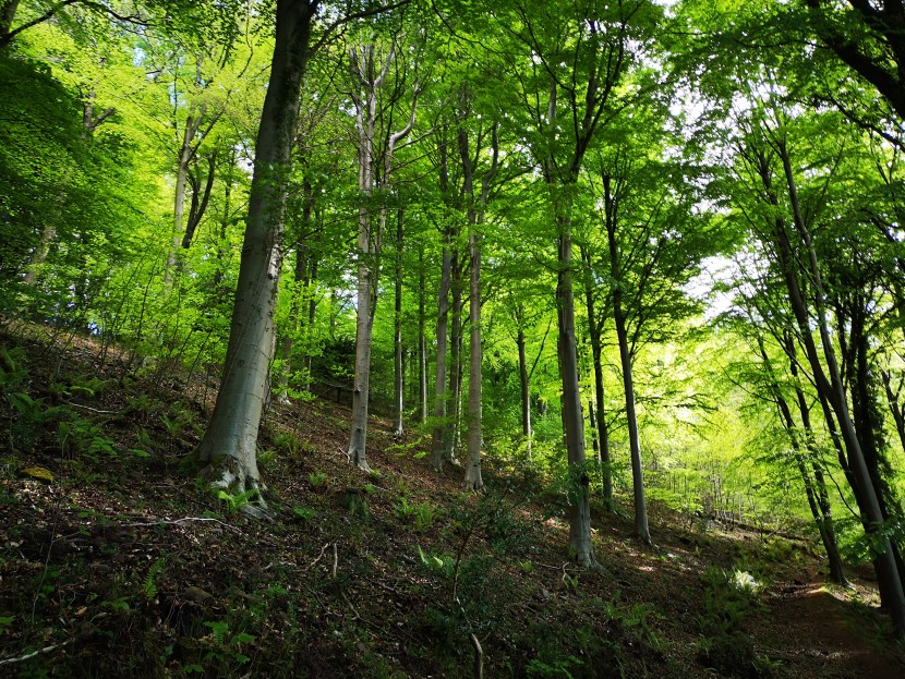 Beech hanger above Forest pool